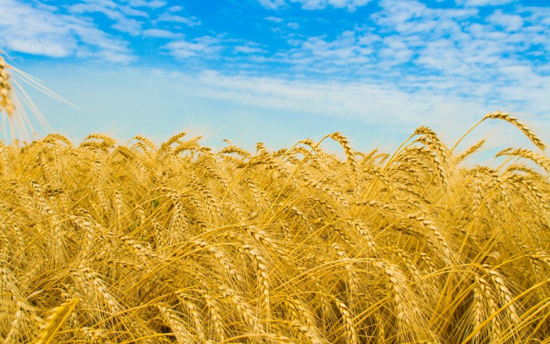 Канаду спасет супер-пшеница