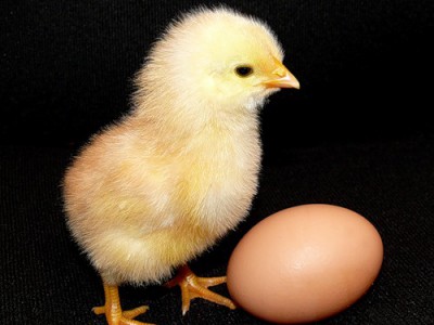 Цыпленок и яйцо