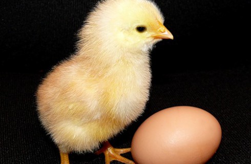 Курица или яйцо? Ответ найден!