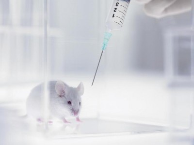 Антиникотиновая вакцина уже прошла испытание на лабораторных мышах