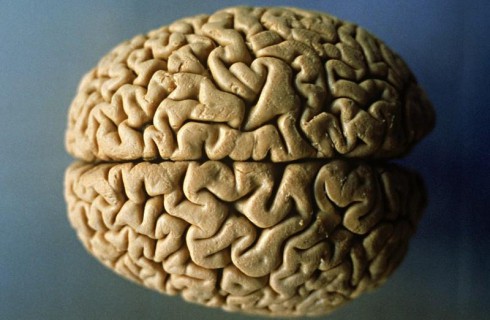 Мозг человека может не стареть