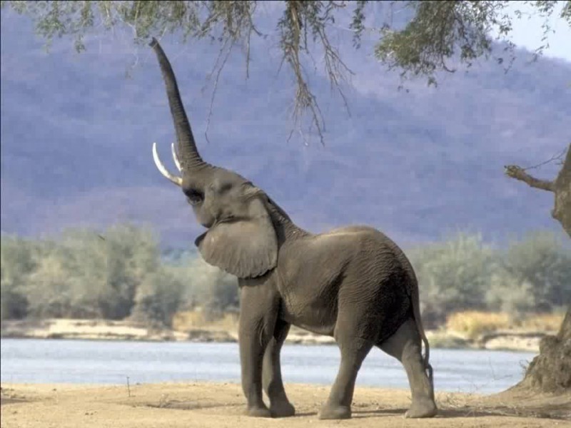 Слоны говорят почти как люди