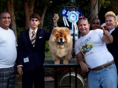 Чау-чау Пако — победитель Fall Canine Expo 2012