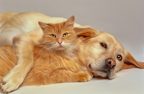 Наши отношения с собаками и кошками