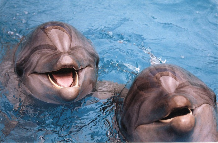 Новосибирцы получат свой дельфинарий