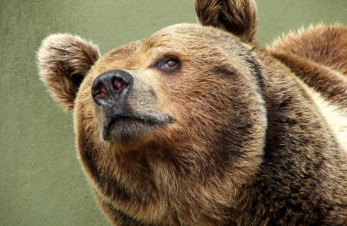 В Беловежскую пущу хотят вернуть медведей