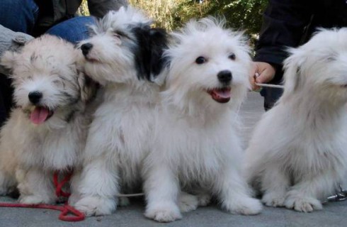 В Одессе была выведена новая порода собак