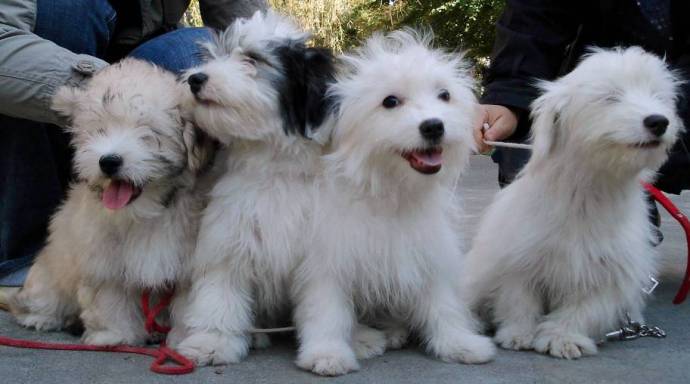 В Одессе была выведена новая порода собак