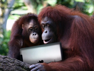 iPad поможет объединить орангутангов