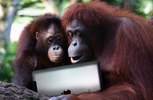 iPad поможет объединить орангутангов