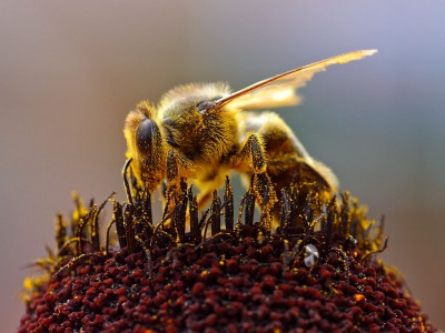 Пчелиный яд поможет побороть ВИЧ