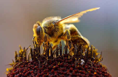 Пчелиный яд поможет побороть ВИЧ