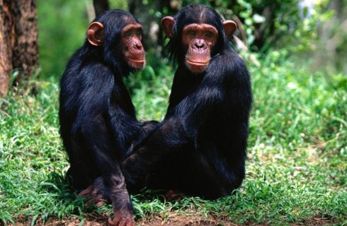 Шимпанзе любят интеллектуальную работу