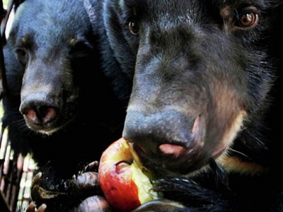 Пенсионеры Приморья растят гималайских медведей