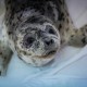 Семья в Приморье спасает тюленей
