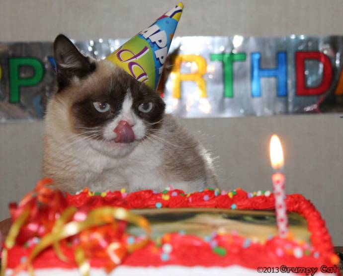 Grumpy Cat отметила День Рождения