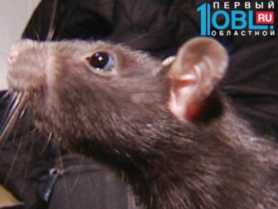 В Челябинске тренируют крысу-сапера