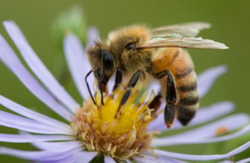 В Хорватии создали пчел-сапёров