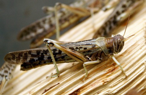 Голодающих накормят насекомыми
