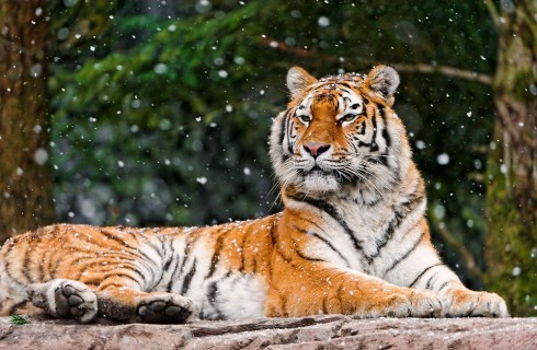 Хабаровскому краю выделят деньги на спасение тигров
