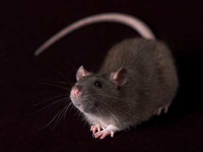 Крысы могут двигать глазами в разные стороны