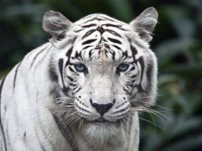 Секрет белых тигров раскрыт