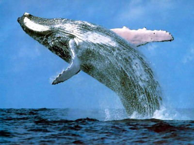 Зоологи нашли у китов культуру