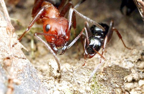 В США появились сумасшедшие муравьи