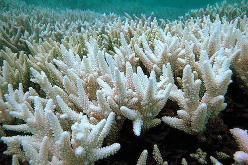Коралловые рифы под угрозой исчезновения
