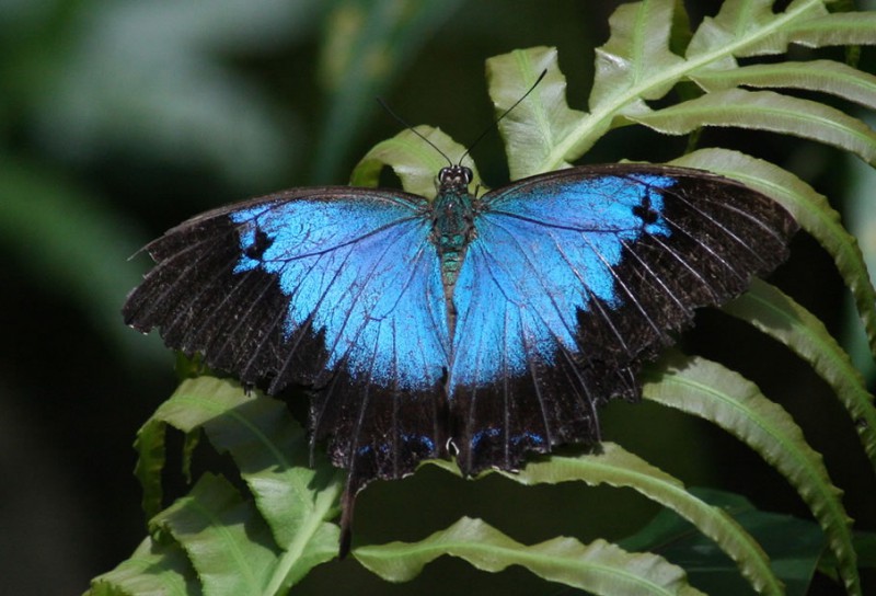 Крылья бабочки помогут создать меняющую цвет одежду