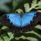 Крылья бабочки помогут создать меняющую цвет одежду