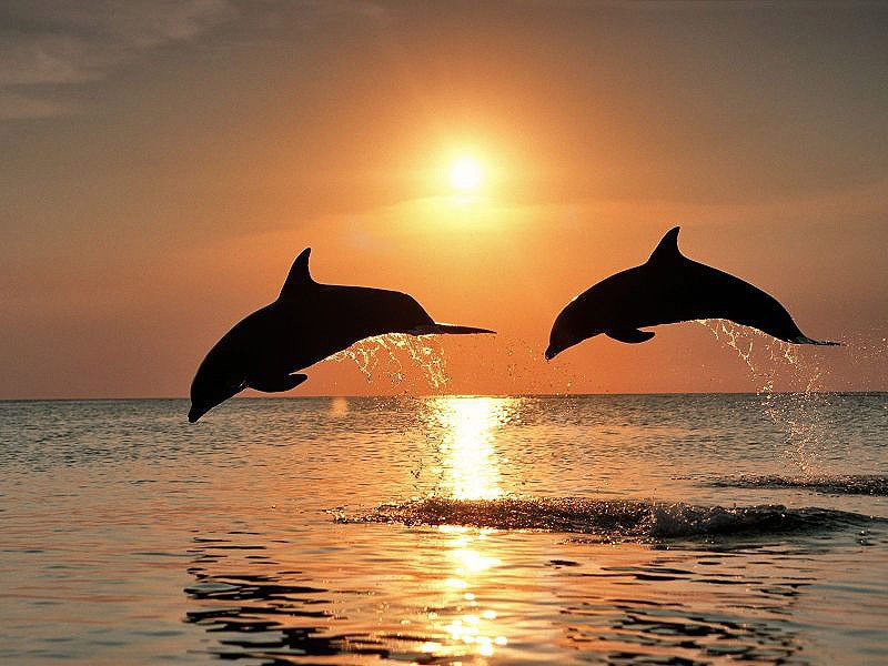 Открыто новое сходство между людьми и дельфинами
