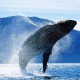 Влияние военных приборов на голубых китов