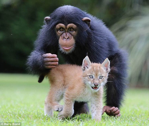 Рысь и шимпанзе стали лучшими друзьями