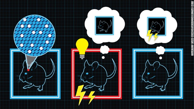 Ученые создают у мышей ложные воспоминания