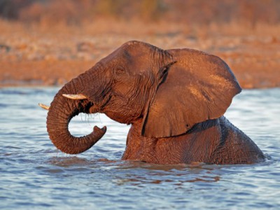 Вода помогает слонам сохранить хладнокровие в летние  дни