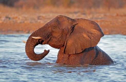 Вода помогает слонам сохранить хладнокровие в летние  дни