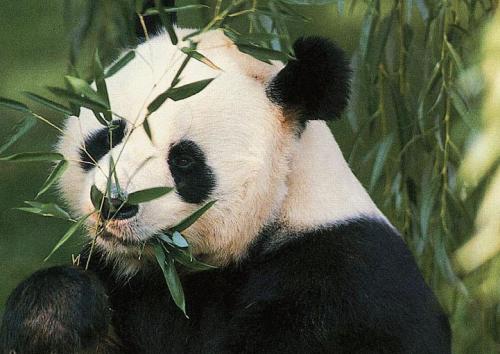 В Вашингтоне родилась панда