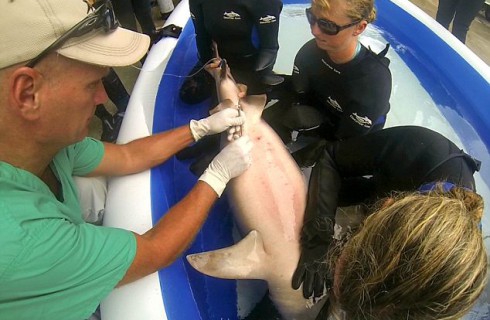 В Орландо сделали кесарево сечение акуле
