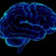 Мозг in vitro