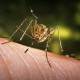 Разработана эффективная вакцина от малярии