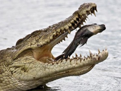 Крокодил гулял по набережной Екатеринбурга
