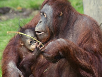 Орангутаны сообщают сородичам свои планы