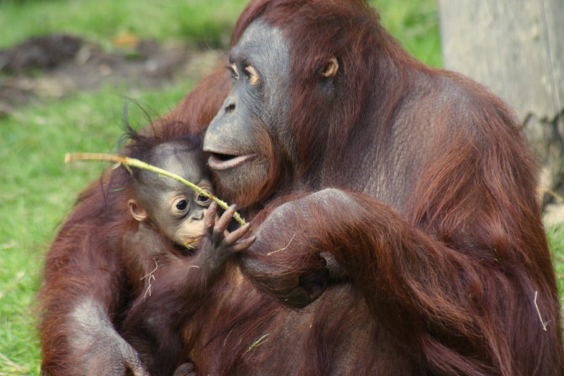 Орангутаны сообщают сородичам свои планы