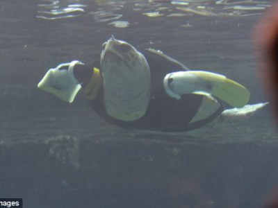 Морская черепаха Ю в аквариуме Аквалайф Парка