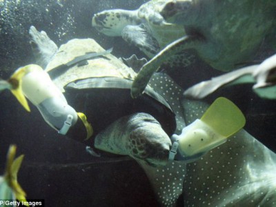 Морская черепаха Ю в аквариуме Аквалайф Парка