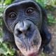 Бонобо похожи поведением на детей-сирот