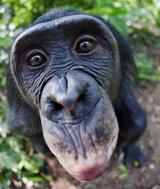Бонобо похожи поведением на детей-сирот