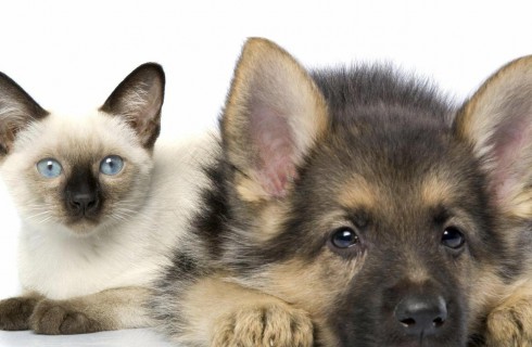 Владельцам кошек и собак добавят налог на домашних любимцев