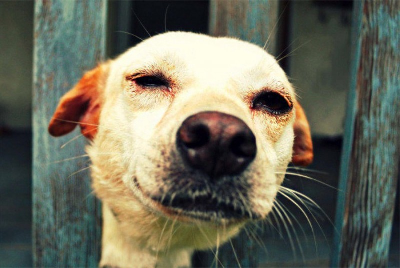В Карелии собираются ввести запрет на убийство бездомных собак